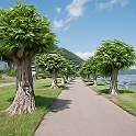 001 baum  Mosel 07-2012D35_8984 als Smartobjekt-1 kopieren